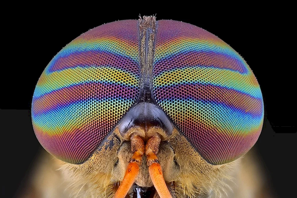 Facettenaugen von Libellen