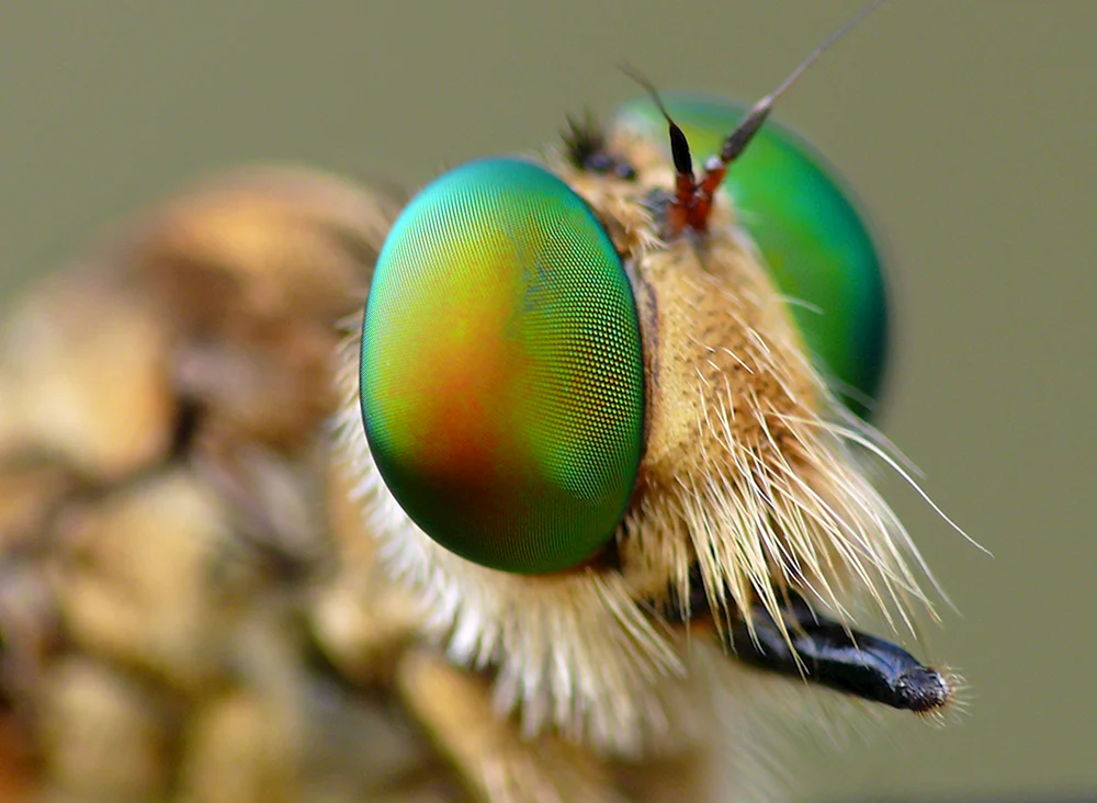 Facettenaugen von Libellen