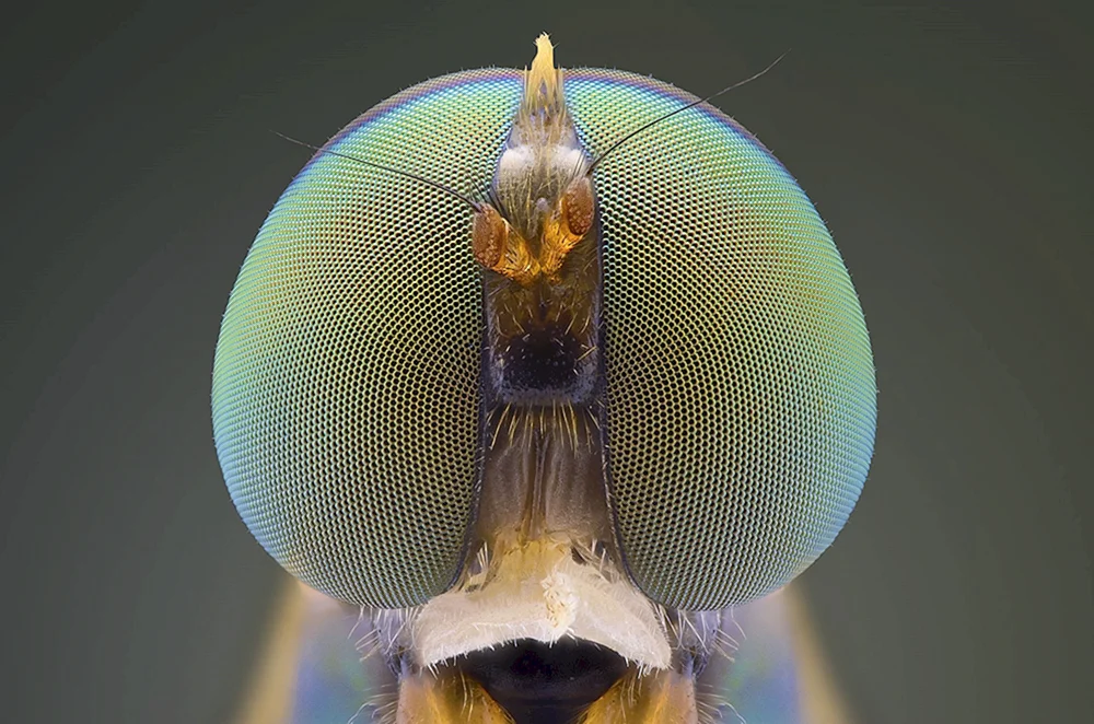 Facettenaugen Libellen