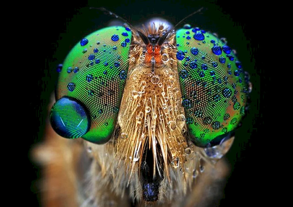 Facettierte Augen einer Libelle