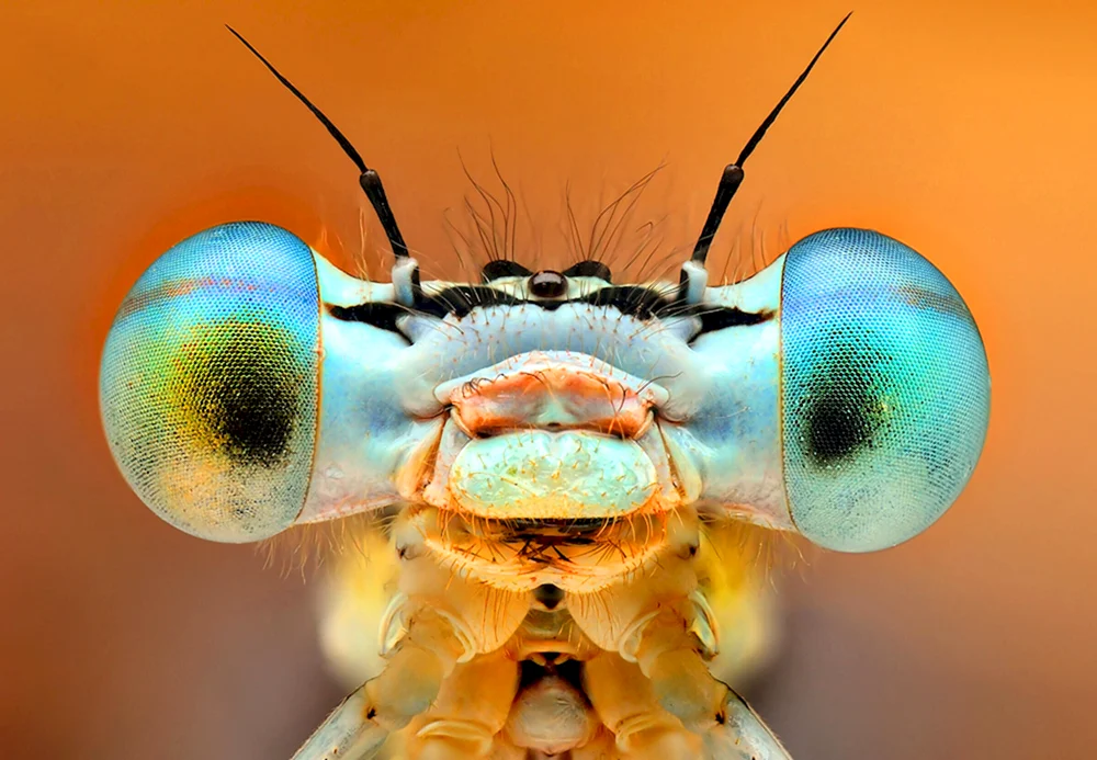 Facettierte Augen einer Libelle