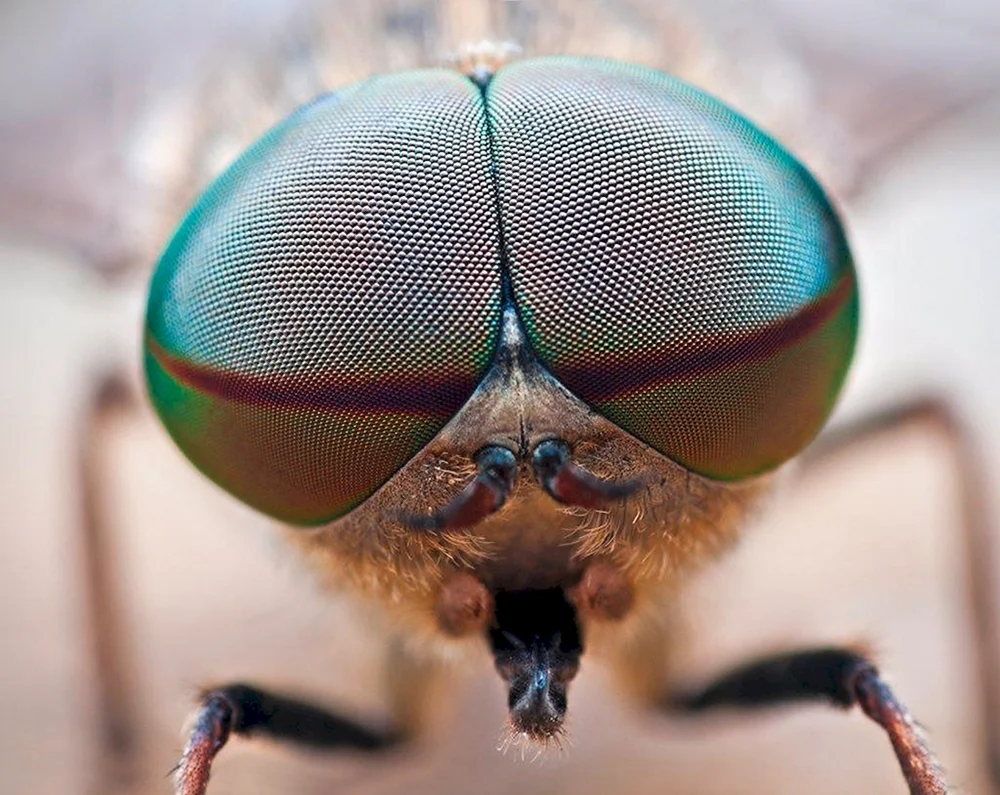Die Facettenaugen einer Libelle