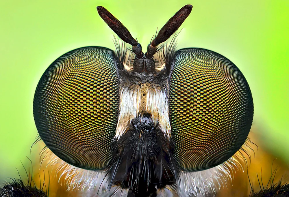 Käfer