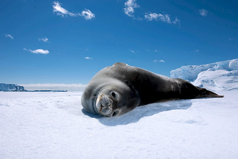 Adeliepinguine in der Antarktis