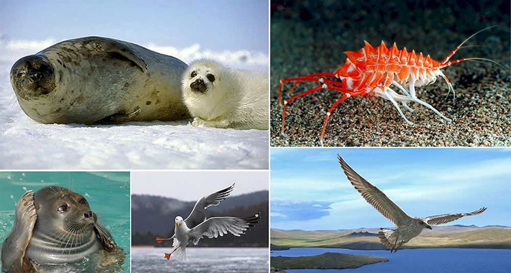 Fauna des Baikalsees