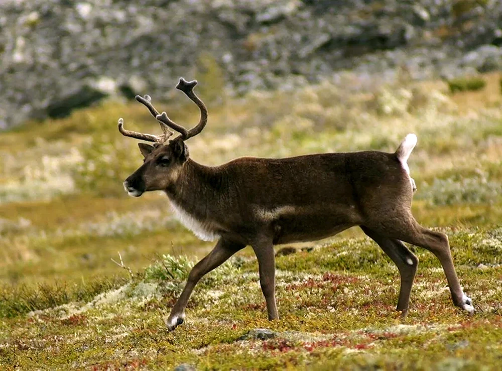 Fauna des Südurals