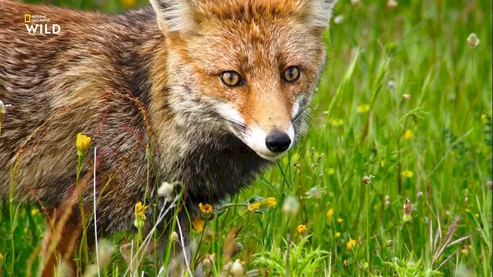 Fauna Portugals