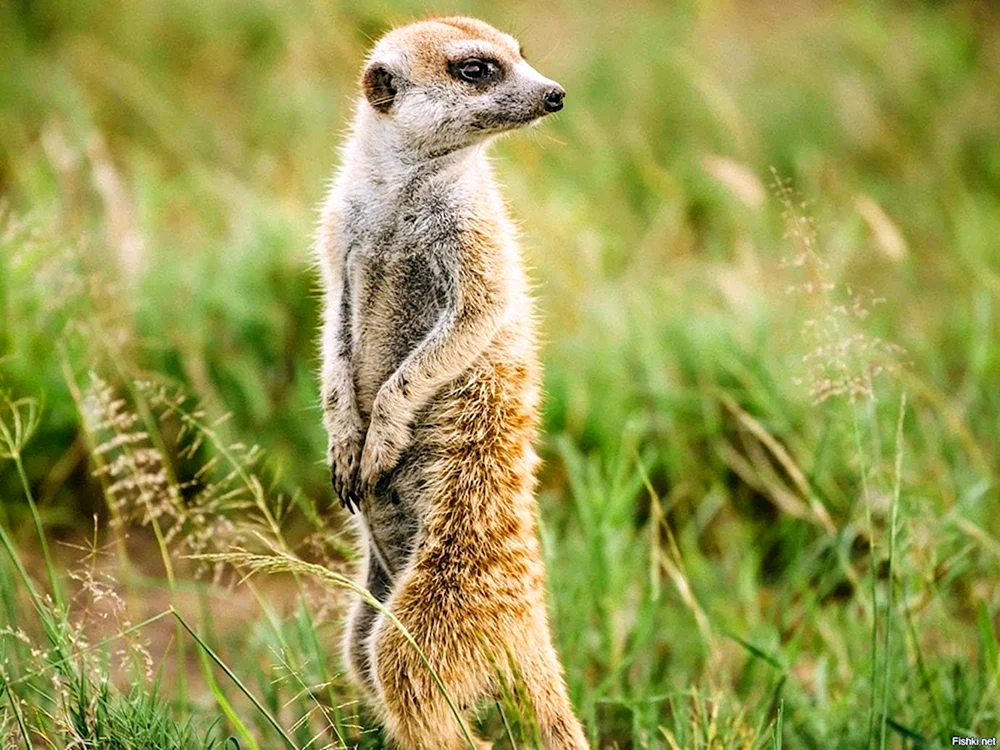Steppenfauna