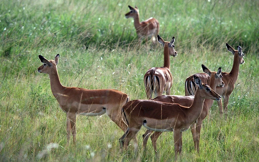 Pflanzen und Tiere der Steppe