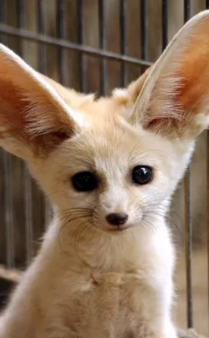 Fennec
