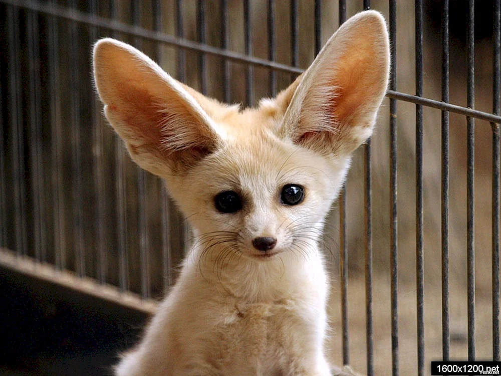 Fennec