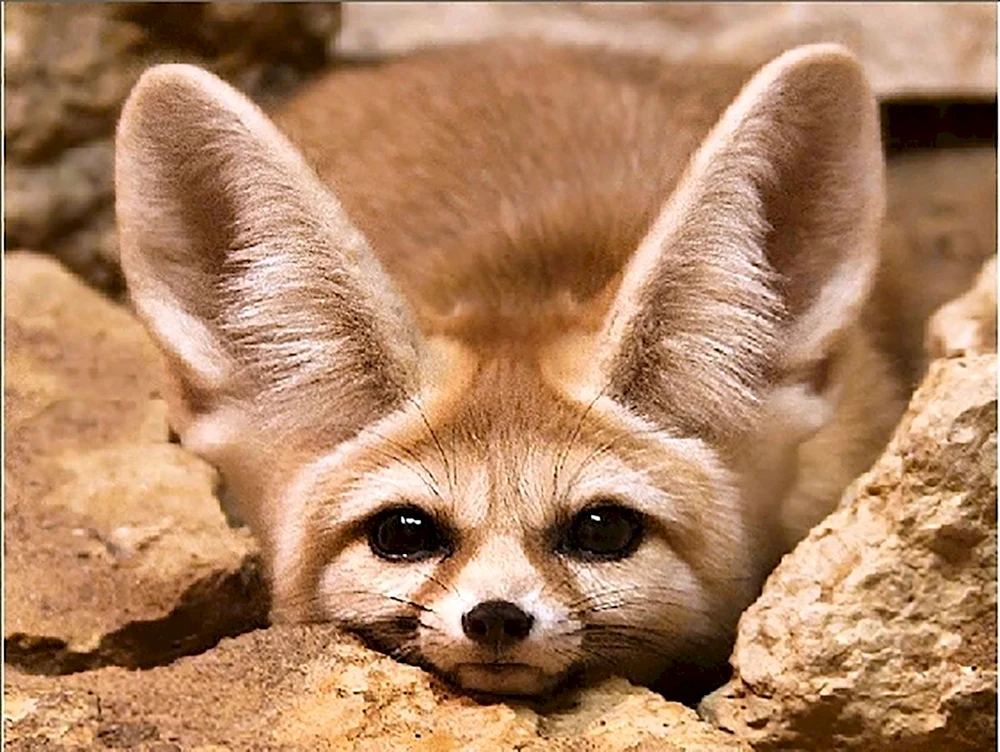 Foxes fenech
