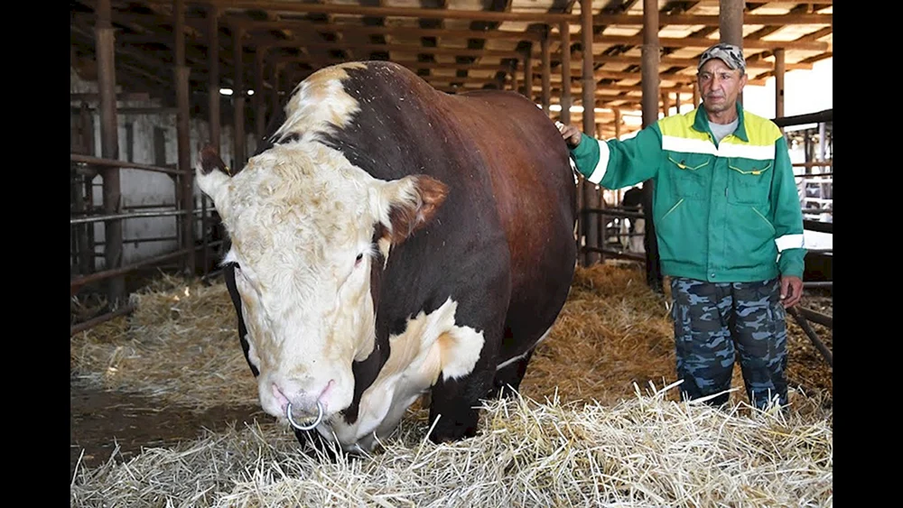 Gereford Bullenfarm