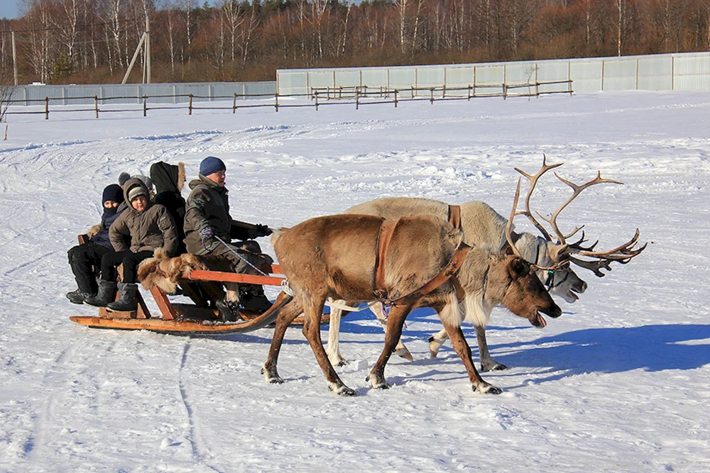 Farm im Moskauer Gebiet. Nördliche Rentiere in der Region Moskau