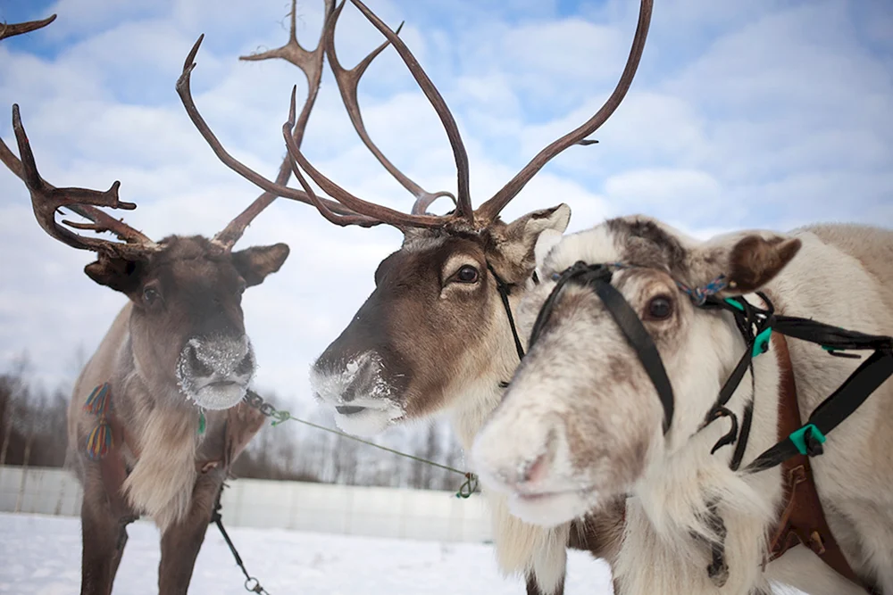 Mushkino Safari Park Kaliningrad