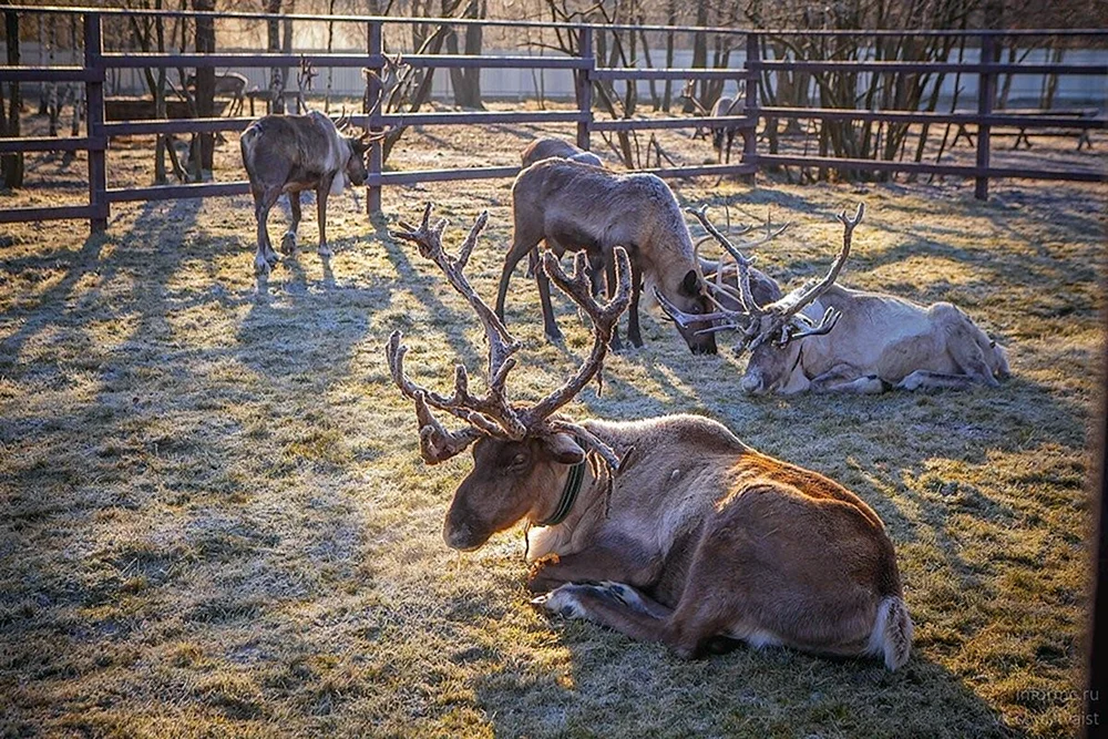 Nördliche Hirschfarm in Orekhovo-Zuevo
