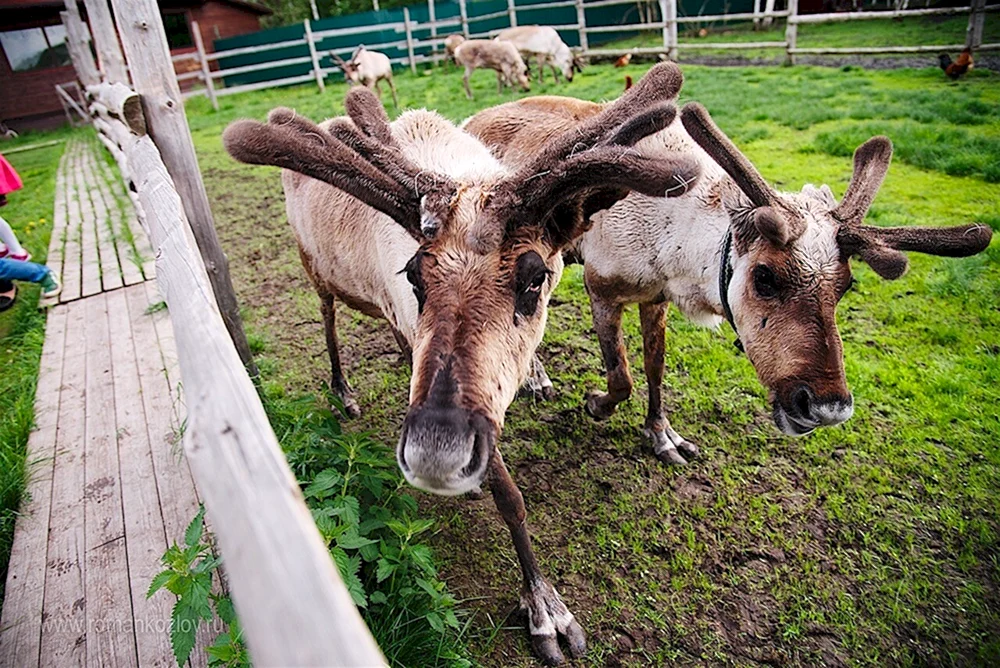 Nördliche Hirschfarm in Orekhovo-Zuevo. Zuevo