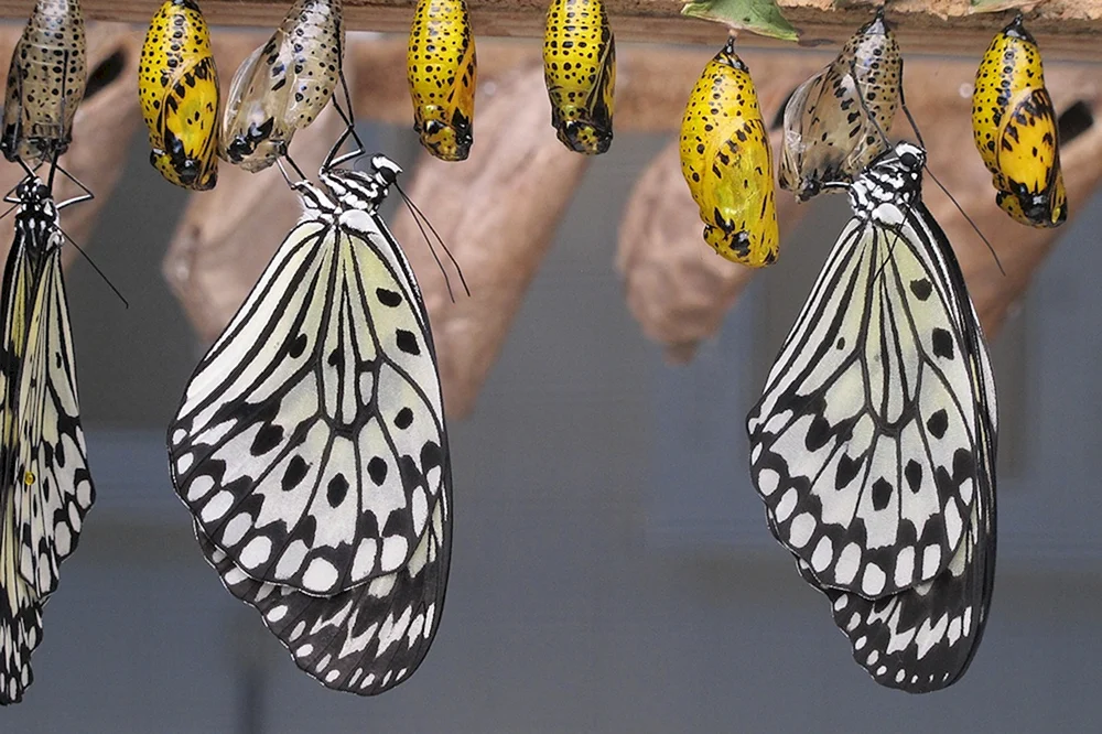 Raupe Schmetterling Caligo