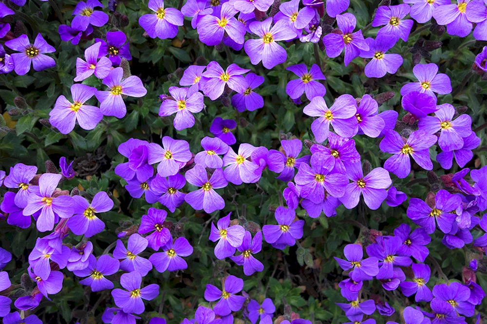 Violette Blumen