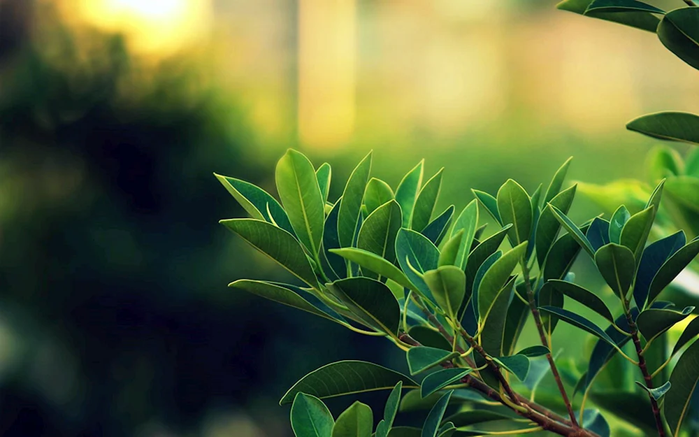 Ficus Lorbeer