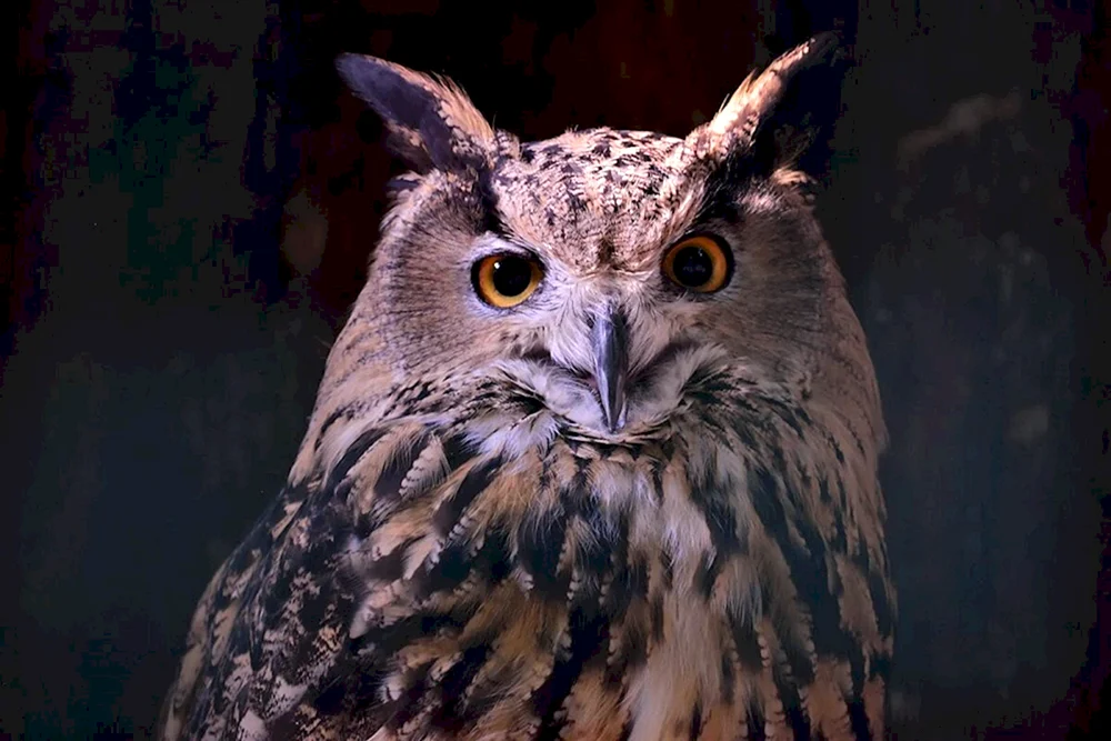 Philin Bubo Bubo