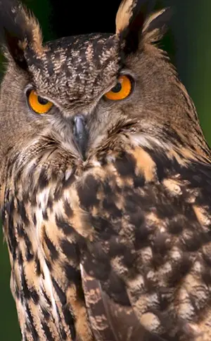 Bubo Bubo