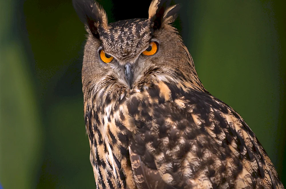 Bubo Bubo