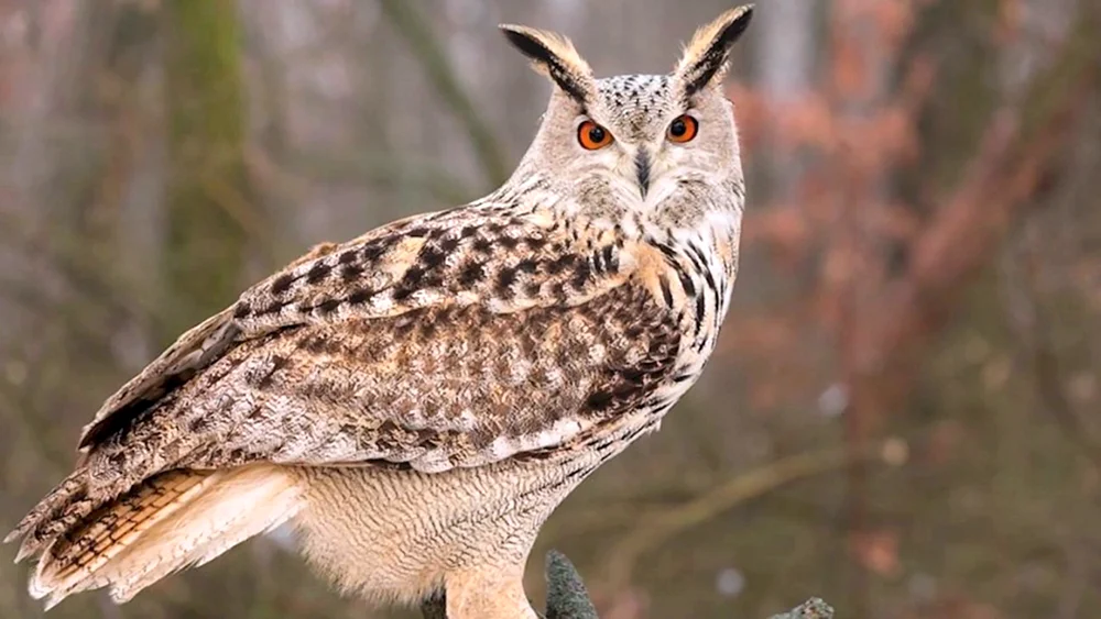 Philin Bubo Bubo