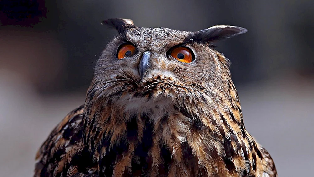 Philin Bubo Bubo