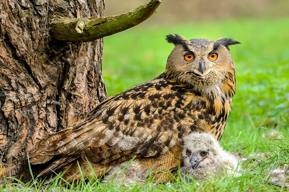 Philin Bubo