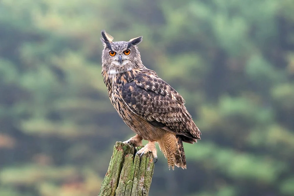 Philin Bubo Bubo Bubo