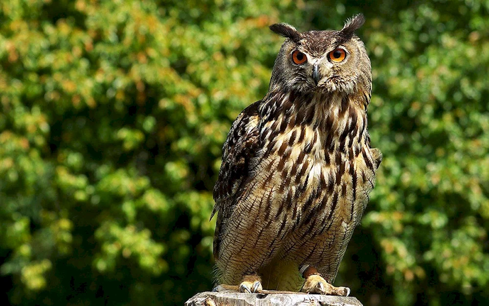Philin Bubo