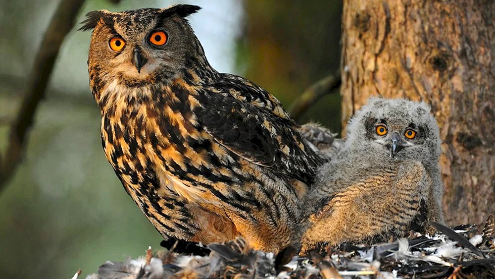 Philin Bubo Bubo Linnaeus 1758