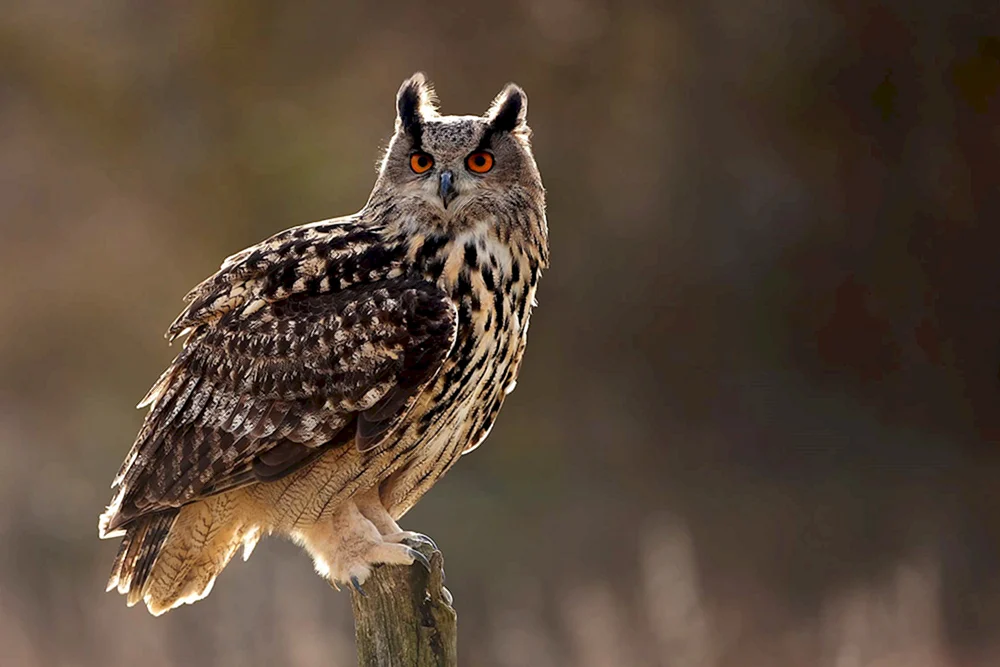 Philin Bubo Bubo