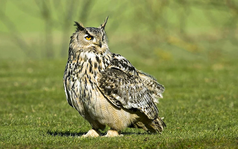 Philin Bubo Bubo