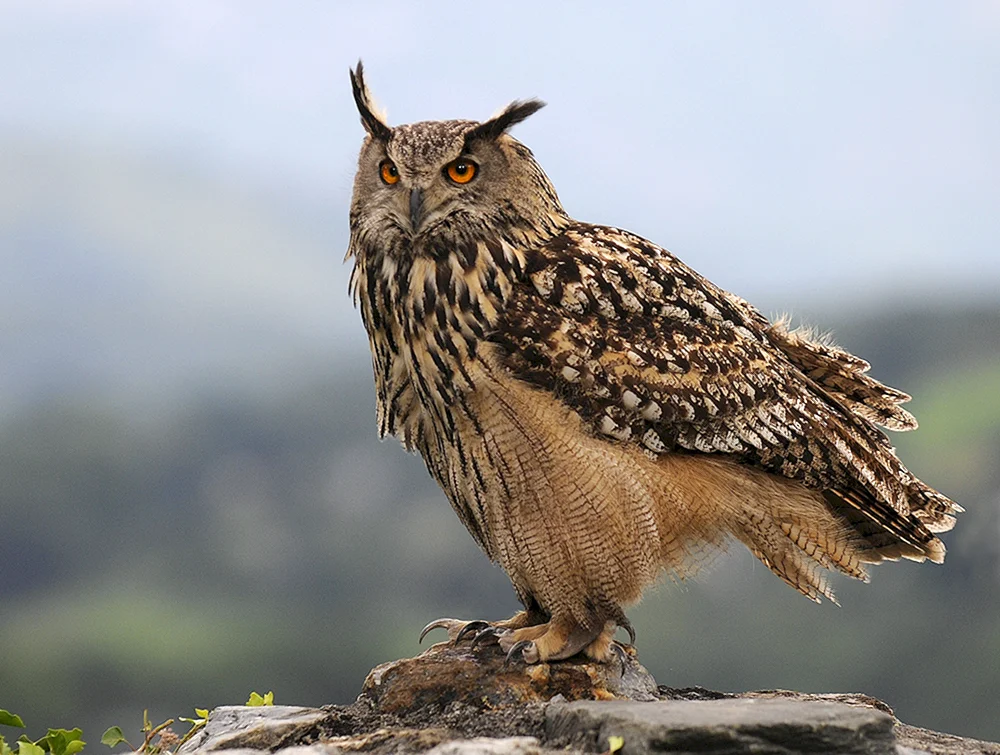 Abyssinische Waldohreule