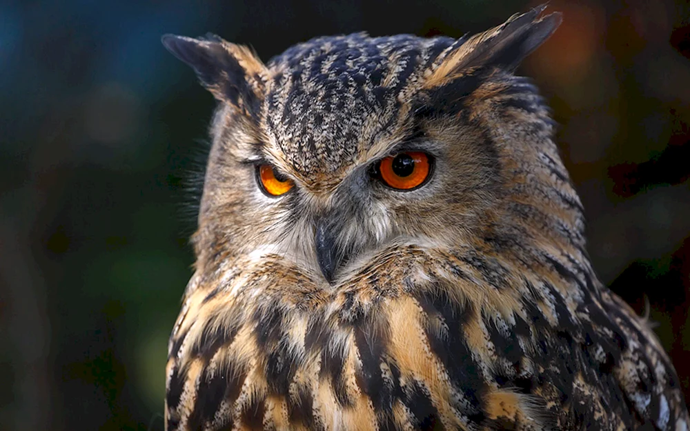 Philin Gewöhnlicher Bubo Bubo