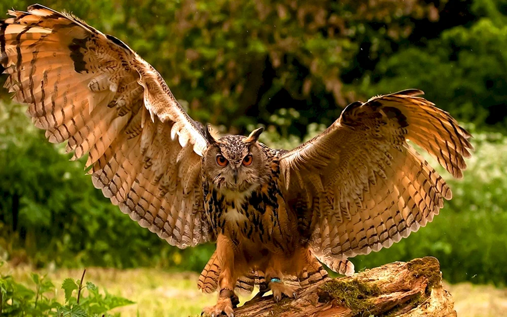 Philin Bubo