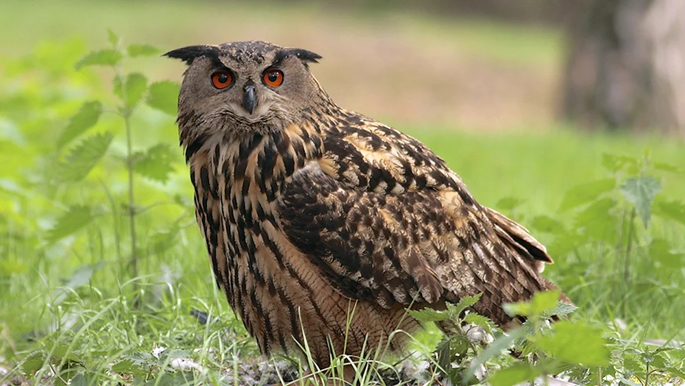 Philin Bubo Bubo