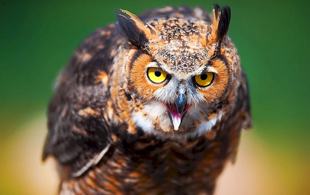 Philin Bubo