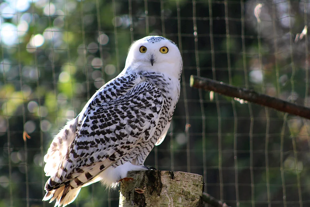 Philin im Moskauer Zoo