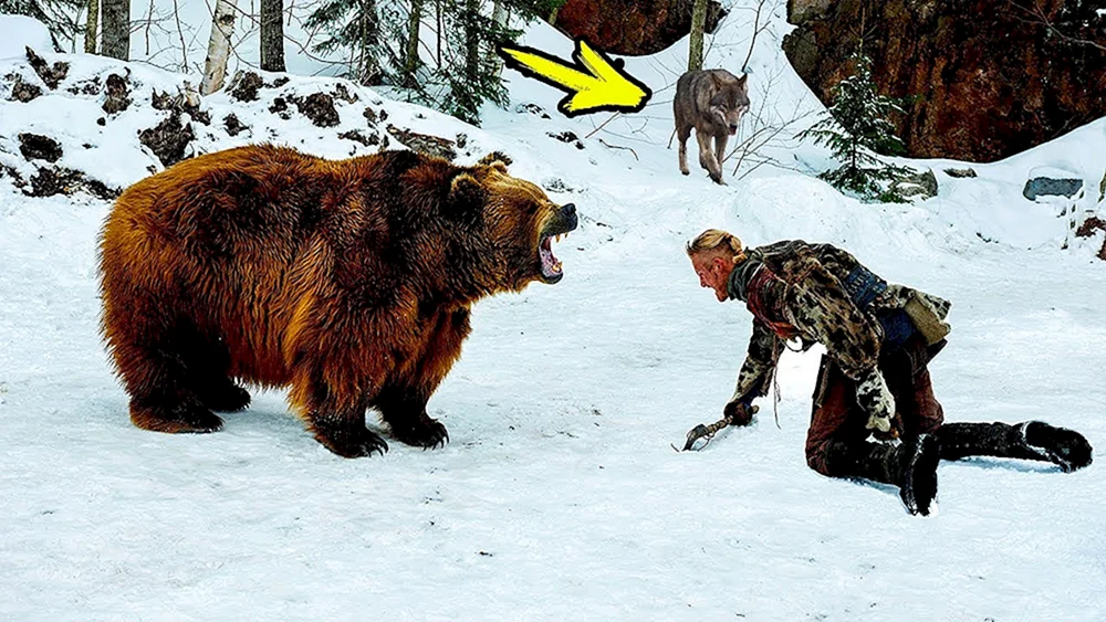 Grizzly Fury Film 2015