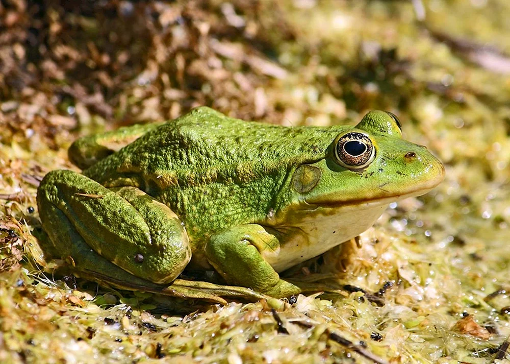 Philobusfrosch