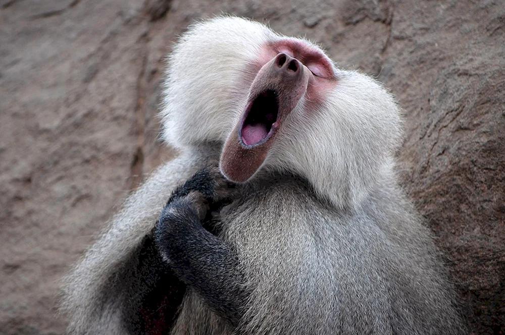 Finalisten der Comedy Wildlife Photography Awards