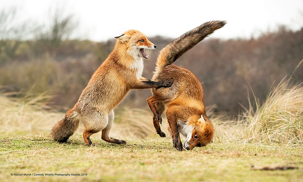 Finalisten des Comedy Wildlife Photography Awards 2019