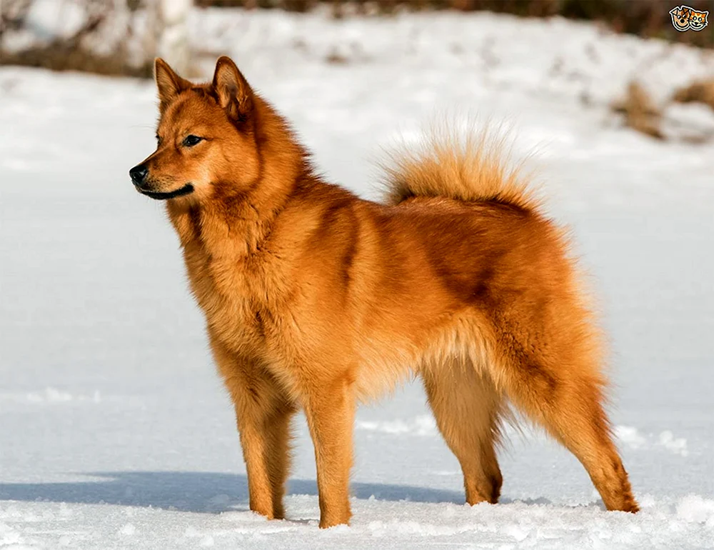 Westsibirischer Husky