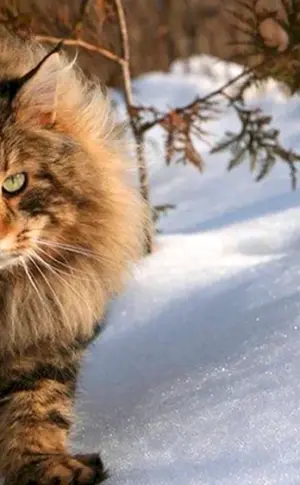 Finnische Waldkatze