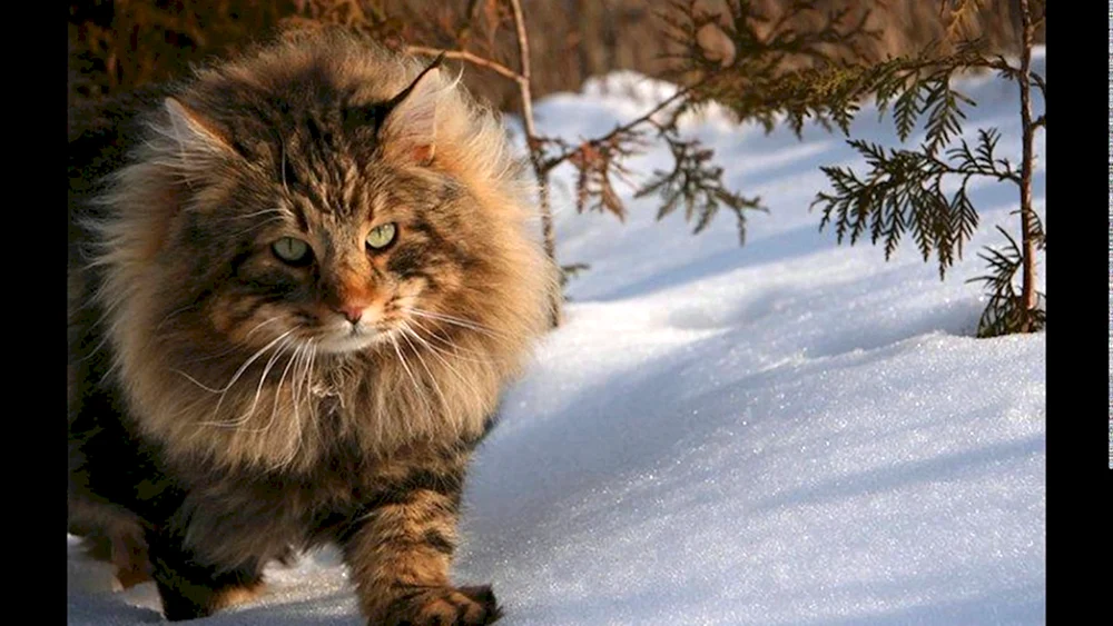 Finnische Waldkatze