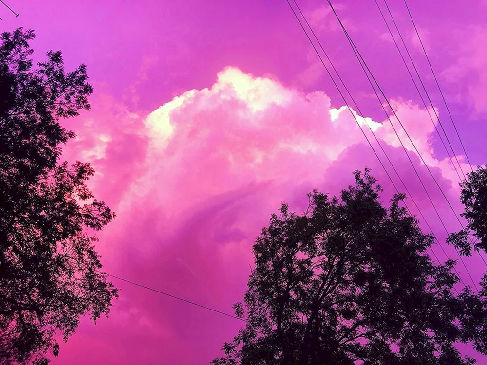 Rosa Himmel