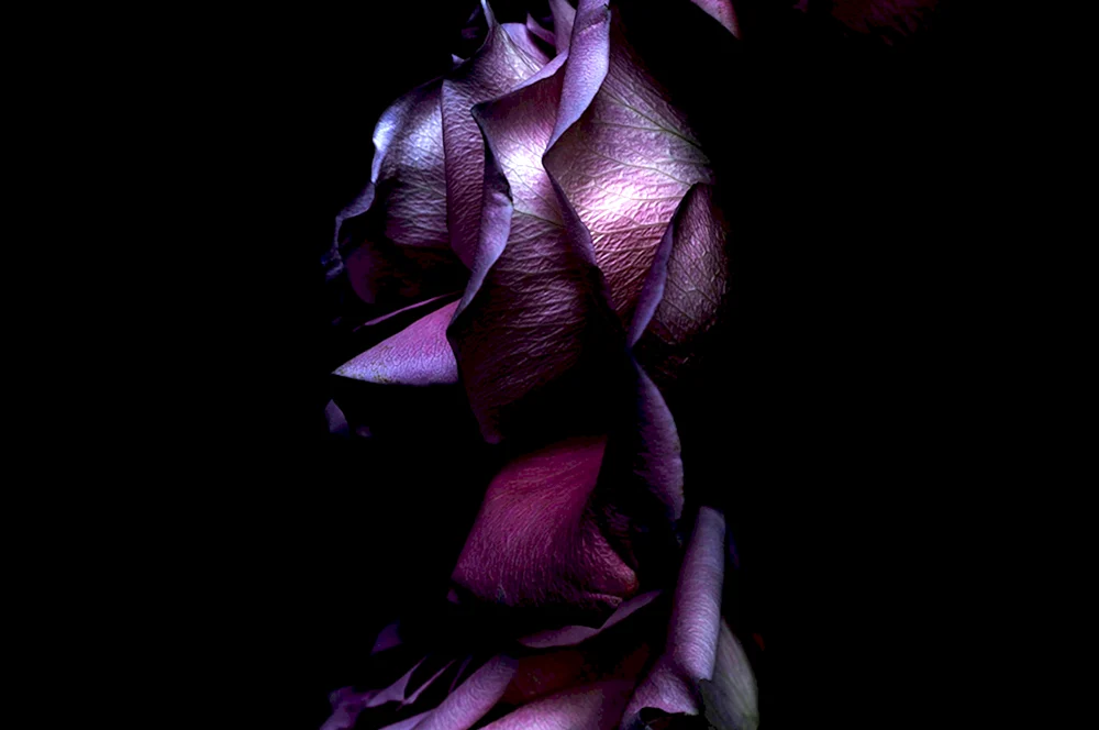 Lila Tapete. Blumen